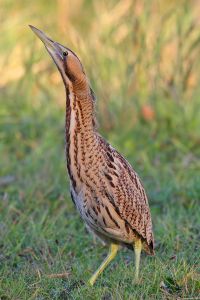 Bittern_-_Botaurus_stellaris
